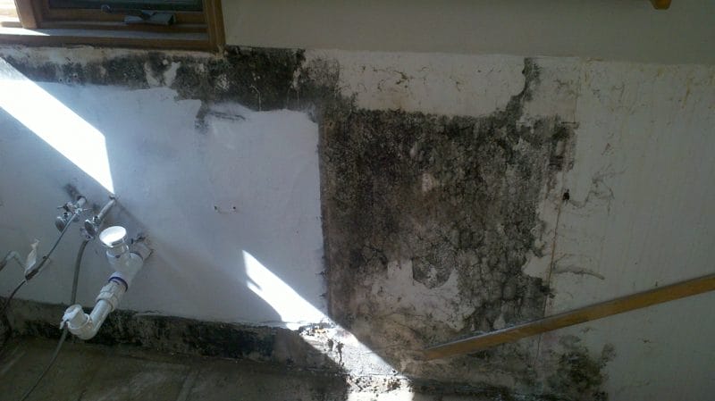 Mold Remediation - Before
