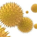 Pollen