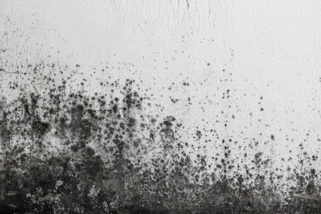 Mold on Wall Needing Remediation Services
