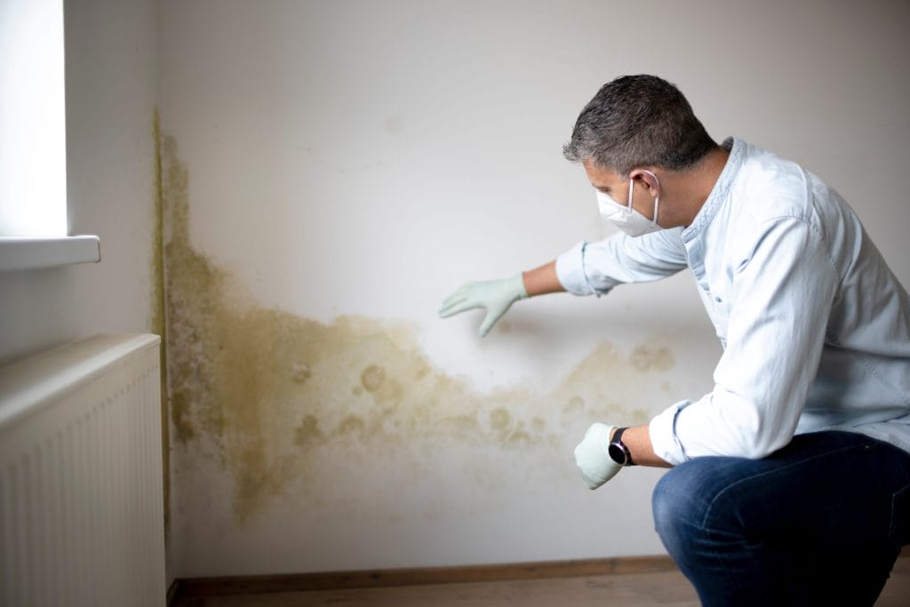 Professional Inspecting Mold Growth for Remediation Services
